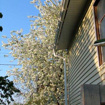 Літня Дача Осокорки в садочку у Озера 4к