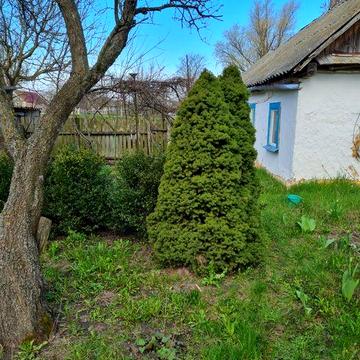 Продам хату, 25 соток - с. Котівка (90 км від Києва). Житомирська обл