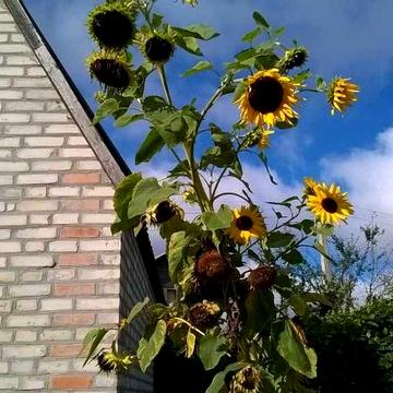 Нерухомість  дачний