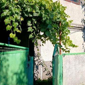 Дачний будинок з земельною ділянкою