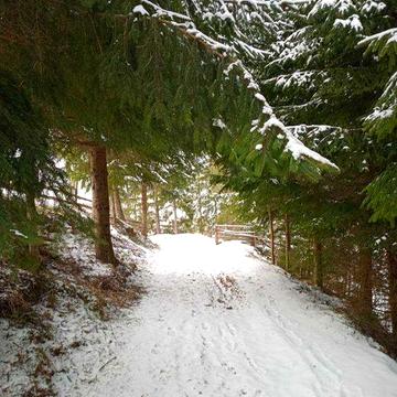 Здам в оренду хату