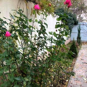 Сдам домик 2 к 45 м гараж,Рихтера/Малиновского+ второй дом есть !