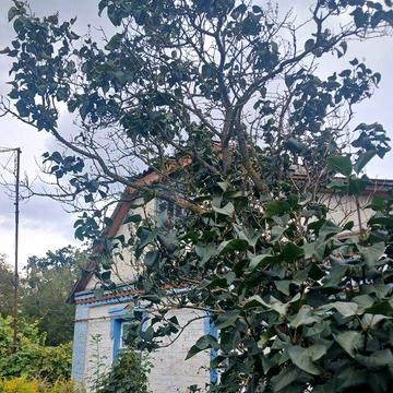 Продам 3-кім Будинок  СМТ. Немішаєве 12 соток. ГАЗ /Вода