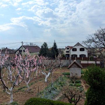 Продам унікальну фазенду з виноградником і погребом на Закарпатті