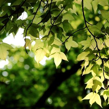 Здам Дом в смт. Кринички. обл. Днепр =ская