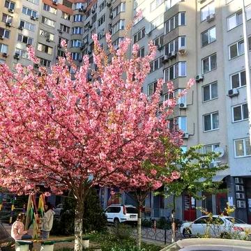 3-кімнатна 102 м2 Голосіївський біля метро, без % ЖК Жокей