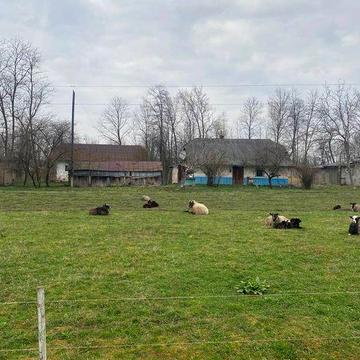 Продається будинок в Карпатах с.Банилів