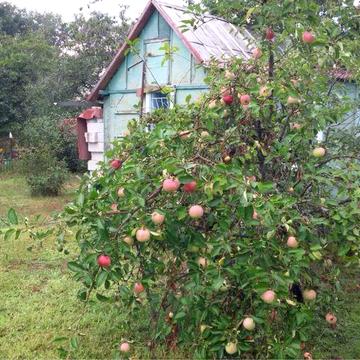 Ровжи , дача на берегу Канала , біля лісу.