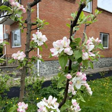 Оренда будинку довгострокова з 3.05.26