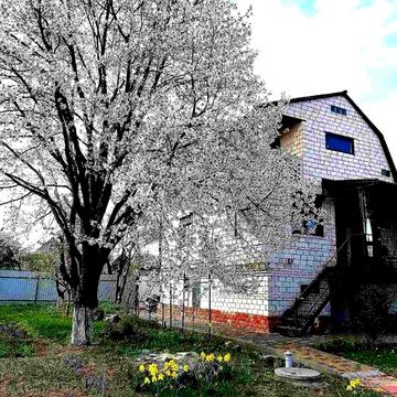 Продаєтся дача в кооперативі Авіатор.Біла Церква