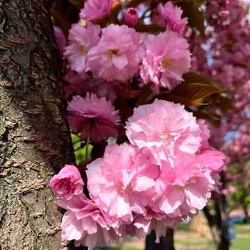 Два будинки на для двох сімей