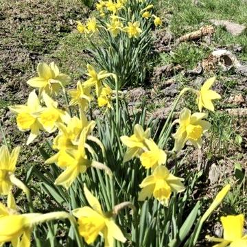 Продаж гарної дачи в Березанці