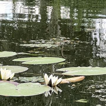 Садова вул.
