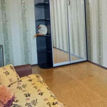 Довгострокова оренда 1к Квартира Зубенка Владислава вулиця