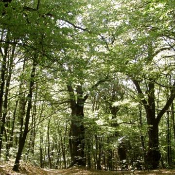 Продаж будинку біля лісу