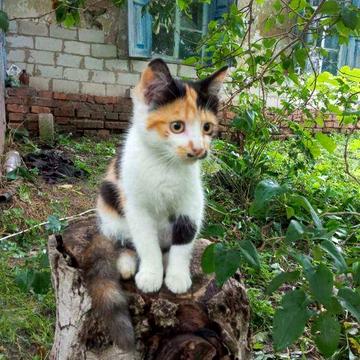 Продам Будинок у Благодатному