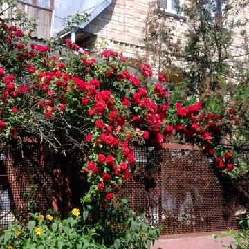 Капітальний цегляний будинок для постійного проживання в садовому товаристві біля с. Ходосівки,Новообухівська траса