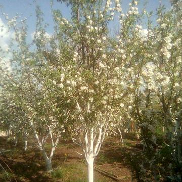 Дача на Долгінцево приватизована.