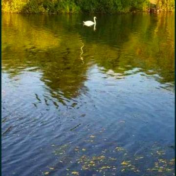 Продам дом в смт Буди.(Бедряги) Участок 25 сот.  Тихий район. TB