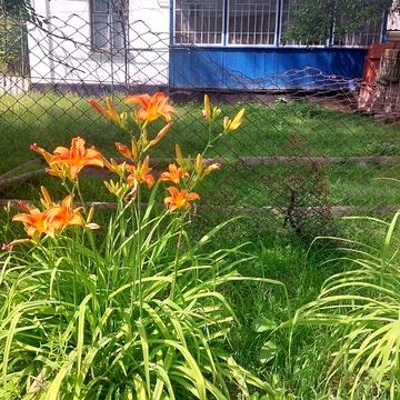 Продаж 4к Дім Петра Власенка вулиця