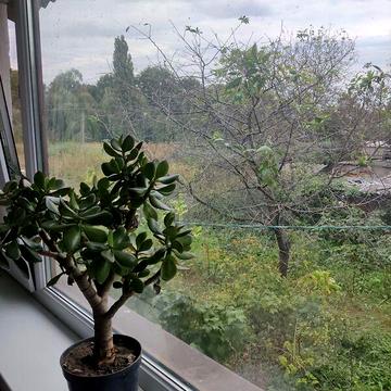 Продаж 4к Дім Вербова вулиця