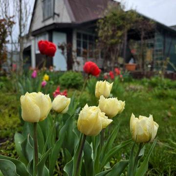 Продам дачу рядом с рекой, Самаровка, Слобожанское