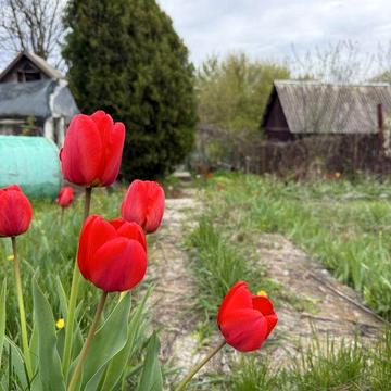 Срочно! Продам дом в Новоалександровке, Кристальном, Сурско Литовском, Сура