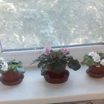 Продам квартиру п/р Мира 21а к/61