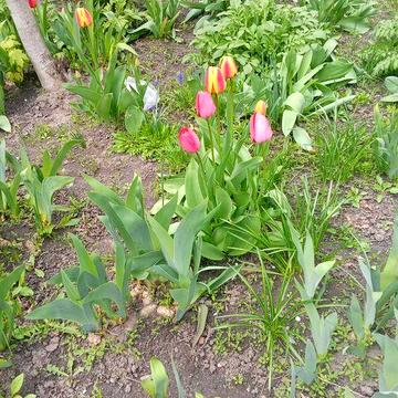 Власниця.Центр коло УМСА