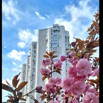 Аренда 2 кв Ак.Глушко(Яр .Мудрого)новострой /Таврия