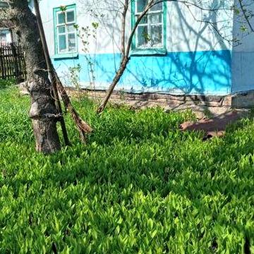 Дача у Семенівці