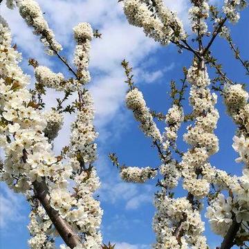 Продам 2 Дома на 15 сотках земли ГосАкт!