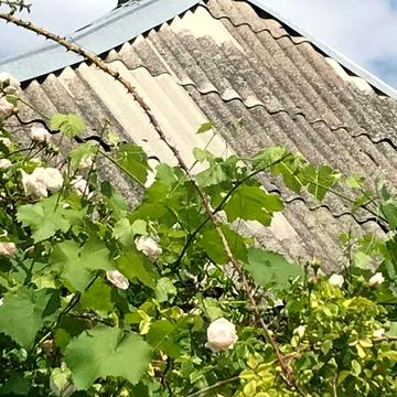 Продам дом с участком в пгт Печеніги