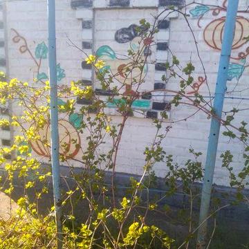 Продам дачу в довгинцівс ькому районі