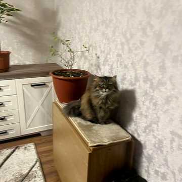 Продаж 2к Квартира Прибузька вулиця