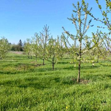 Продам будинок в Олександрівці  з великим садом