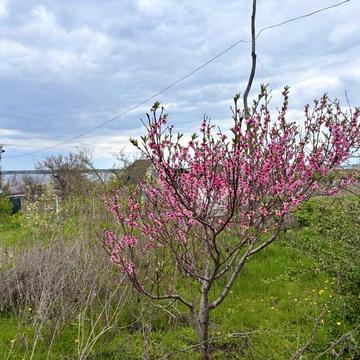 Продаж дачі в мальовничому місці смт. Дніпровське