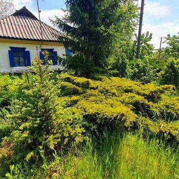 Продам БУДИНОК  в с. ЧИКАЛІВКА під ДАЧУ. 16500