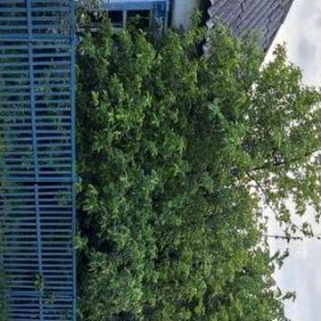 Продам газифицированный дом Диёвка-1