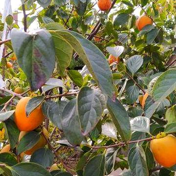 Продам дом Одесса Киевский район