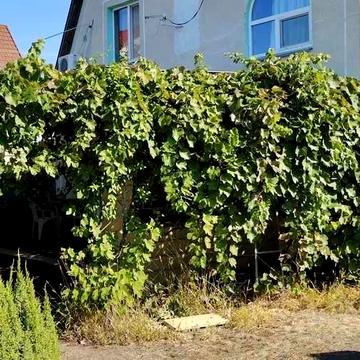 Оренда будинку СТ" Острів" на Дніпрі (3-й шлюз),с.Вишеньки