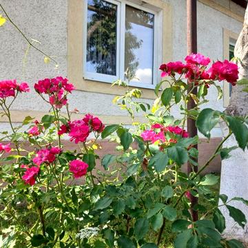 Оренда будинку Поляна Закарпатської