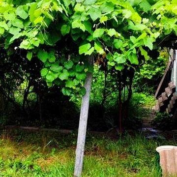 Продам будинок з великим садом та ділянкою 60 соток, можна під забудову