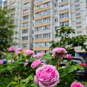 Продаж 3-к кв. Вишневе. Держпрограми!