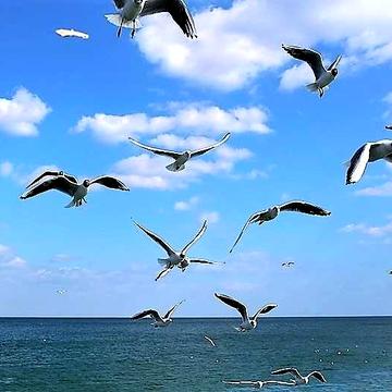 Аренда дома на Львовской Лето. Длительно. Море в пешей доступности