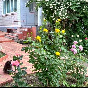 Здам будинок на довготривалий термін