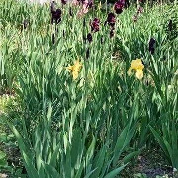 Продам невеликий будиночок в с. Копачів, Обухівського р-ну!