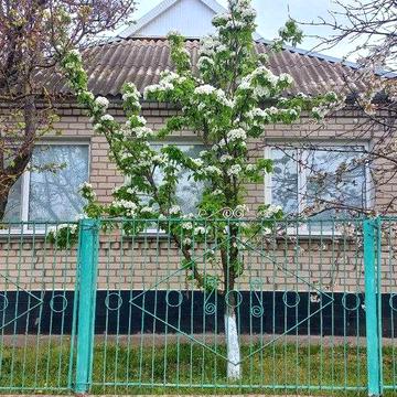 Продається будинок у селищі Березнегувате