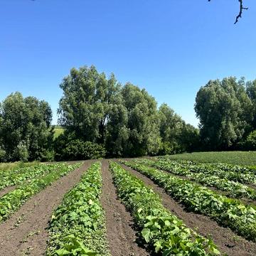 Продам хату в ‼️ПРОДАМ БУДИНОК‼️      Продам будинок,у С.Шуляки,Жашківський район,Черкаська область. ЦІНА:2000$