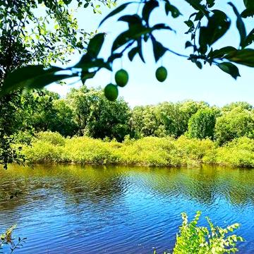 Дача Кирп.Дом 7.1сот.(Прив)Свет,Вода.Рядом.Десна. Шир.Заезд. Жавинка.